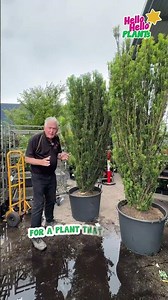 This is a showy specimen that is great as a focal point of the garden. 🤩