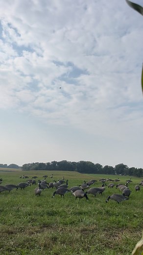 Dancing 👊. Bigfoot Decoys Apex Ammunition Molt Gear Calls Fan Page #legendsoutfitters #wedecoygeese #whatgetsyououtdoors #canadagoose #bigfootdecoys #moltgearcalls #whatgetsyououtside #huntmn #moltgear #goosehunting | Eaglehead Outdoors