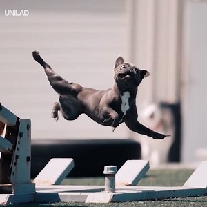 Incredible footage of a clumsy dog chasing a basketball 😂🏀 | UNILAD