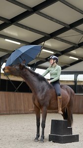 676K views · 10K reactions | She’s never been ridden but she does this…. 浪露‍♂️ I’m in so love with Ruby  Can’t wait to start her under the saddle 鸞 But it might take a little while before I start her with that  www.featherlightacademy.com⭐️ In HKM Sports Equipment  | Feather Light Horsemanship | Facebook