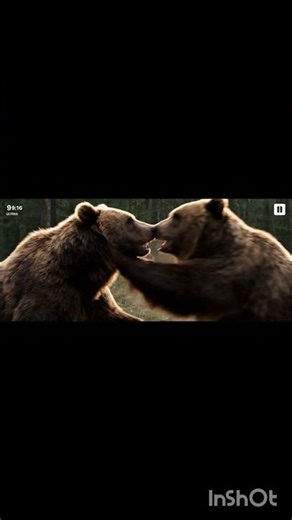 Funny Bears Fight Like Humans 😂🐻 | Epic Forest Comedy Battle