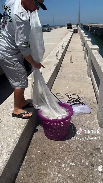 Bait!! Bait!! Bait!!! #skywaymisfits #fishlikemisfits #castnet #CastNetFishing #castnetting #livebait #greenbacks #sardines #fish #dropoutcastnets #fisherman #fishitwell #livefishing #skywayfishingpier #fishing #florida #tampabayfishing #tampa #fishingtiktoks #fishtok #fishtoks #xybca #foryou #for #fup #fypage #foru