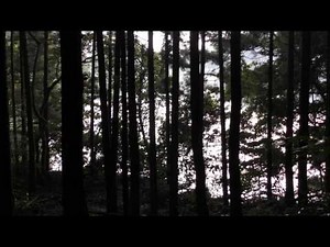 ひぐらしの鳴き声 高音質 自然音 6時間 Cries of Higurashi 日暮的呼喊 ヒグラシの声