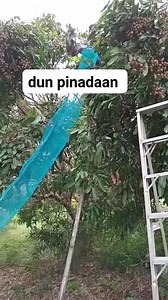 176 reactions · 35 comments | #fruits #net #teknik #ideas #diy | Shiela Marie Molina Caluya | Facebook