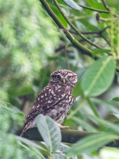 we are all wrong it's the sd-card all photos shot with an sd card, nikon d750 paired with a nikon 200-500mm f5.6 lens #britishwildlife #ukwildlife #fyp #wildlifephotography #naturephotography