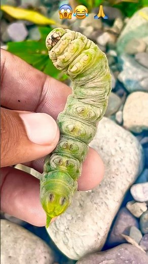 So Big Caterpillar 😱 Baby Boy Crying Emotional Moment 🐛😂 | Wild NorthEast India #trending