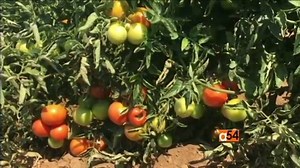 53K views · 491 reactions | Real farming stories | 퐌퐒퐈퐍퐉퐄 퐀퐆퐑퐎 퐒퐎퐋퐔퐓퐈퐎퐍퐒 | Facebook