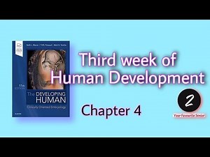 Third week of Human Development | Chapter 4 | Embryology | KLM