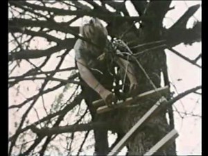 Krempoli - Das Baumhaus (3)