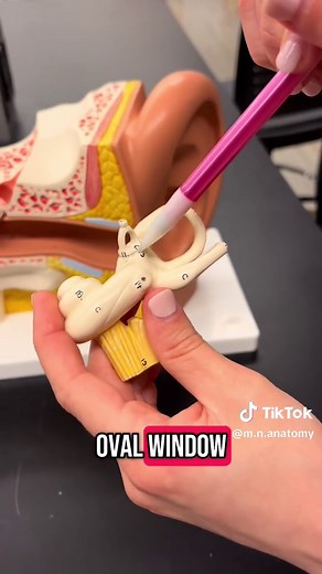 Understanding Ear and Eye Models in Anatomy