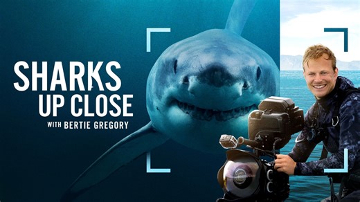 TV Review: Bertie Gregory Searches for Great White Sharks in New Nat Geo Sharkfest Special
