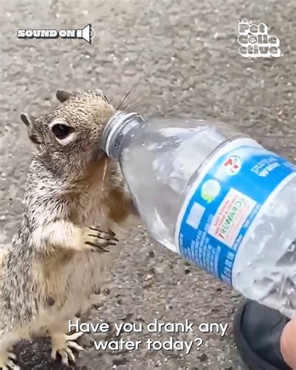 Water from a bottle? You humans are nuts! 🥜🐿️💦 | The Pet Collective