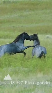126K views · 10K reactions | The beautiful wild horses of Theodore Roosevelt National Park ❤️❤️ Theodore Roosevelt NP Wild Horses All Rights Reserved 2023 #wildhorse #wildhorses #wildhorsepc #wildhorsephotography #wildhorsephotographycollective #mustang #wildlifephotography #wildlife #wyomingphotographer #keepthemfree #keepthemfreeinthewild #IStandWithWildHorses | T.D.307 Photography | Facebook
