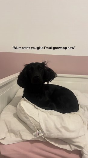 Adorable Cocker Spaniel Puppy Moments