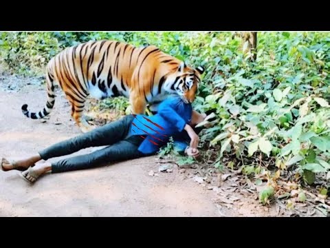 Tiger Attack Man in Forest | Royal Bengal Tiger Attack Fun Made Movie part 2