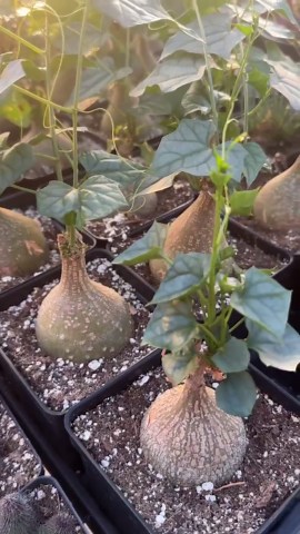 Rare Succulents, Gerrardanthus Macrorhizus, Live Plant - Etsy