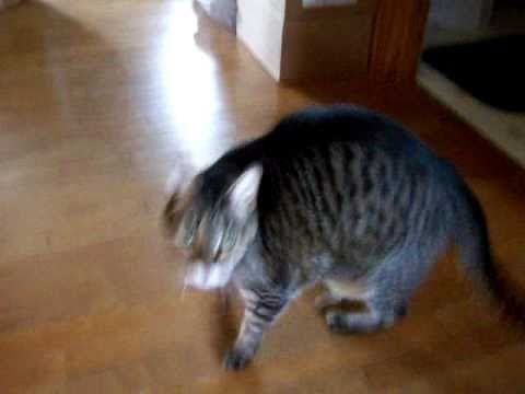 Cat Howling Meowing loudly for attention