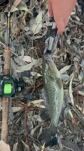 MURRAY COD fishing at its finest #fishing #murraycod #buetiful #nature