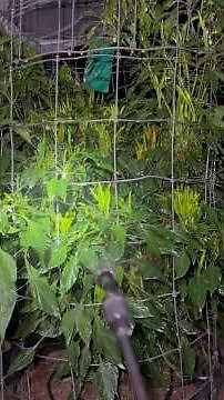 Pepper Plant Pest Management At Night | Die APHIDS! #pyrethrin #sulfur #aphids #peppers #pepperguru