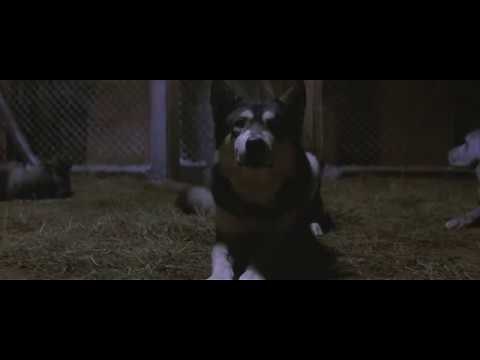 the thing movie first dog scene