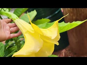 how to train angel trumpet into tree from.