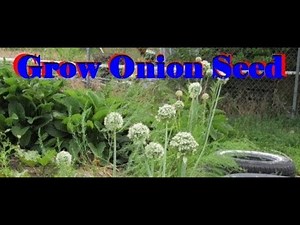 How to Grow Your Own Onion Seeds