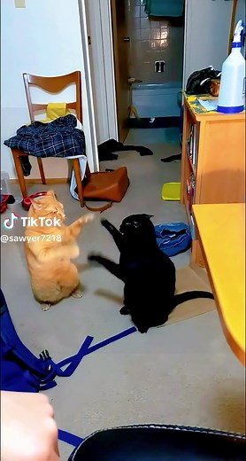 Clapping Cats Compilation: Watch These Adorable Felines Show Off Their Skills