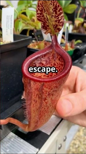 Nepenthes attenboroughii, the plant that literally eats mice!!!
