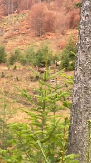 O pereche de cerbi falnici 💚, undeva in Bucovina de poveste Video: @nicoleta_lesenciuc #bucovina #cerbi #bucovinameafrumoasa #igromania #romania #promovezromania | Bucovina mea frumoasa