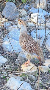 Male Grey Partridge Voice | Grey Partridge Calling #GreyPartridge #MalePartridge #PartridgeVoice #BirdCalling #Wildlife #Nature #BirdSounds | Birds Lover 2