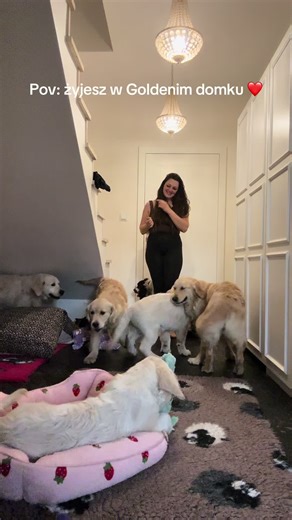 Golden Retriever Breeding - ZKwP & FCI Standards