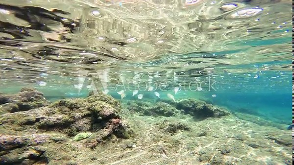 Squid captured in underwater filming showcases natural habitat and behavior. Squid move gracefully through water displaying unique features. Underwater footage provides of squid in marine environment