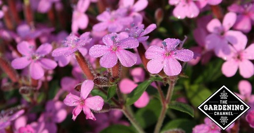 How to Grow Soapwort