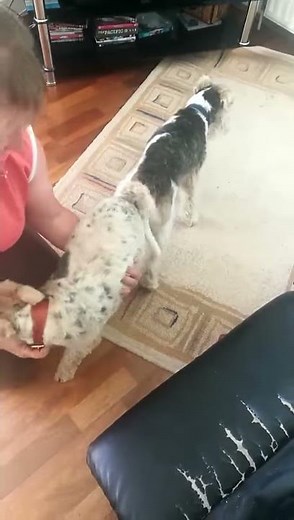 Dogs get stuck after breeding!