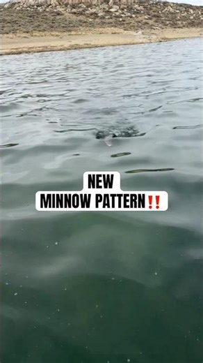 New Minnow Alert!!!