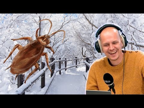 Où sont les insectes en hiver?