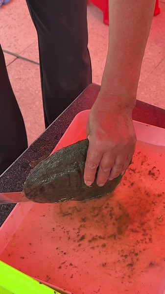 Discovering a Large Purple Loose Pearl from Clam