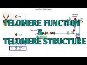 Telomere function I telomere structure I xgene & proteinx