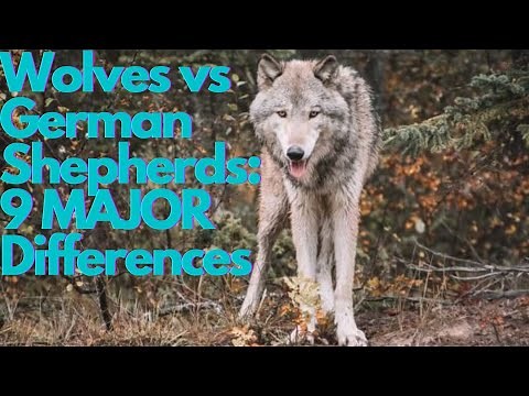Wolves vs German Shepherds: 9 Major Differences