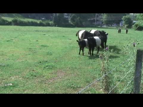 Belted Galloway Cows (the "Oreo" cow) - Gwynnbrook Farm