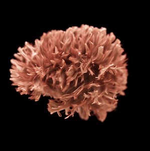 18K views · 267 reactions | The human brain - captured in stunning...