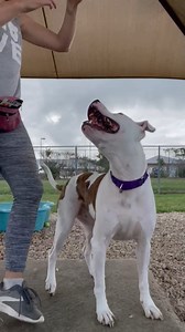 1.5K views · 97 reactions | We're so thankful to our volunteers who help our dogs learn great skills! Check out smarty pants Coby showing off all the manners he's learned while here, thanks to our volunteers!  Adoptions are *Name Your Price* for all of our medium/large adult dogs & adult cats if you schedule an appointment.  Email adoption@wilco.org to schedule yours today! | Williamson County Regional Animal Shelter | Facebook