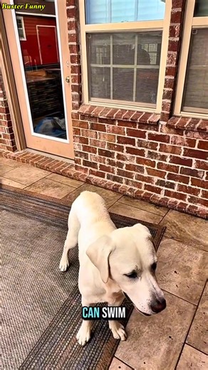 31K views · 1K reactions | Best Friends Make the Best Swim Day Buddies Because every pup deserves a splash of fun with their best friend!  | Buster Funny | Facebook