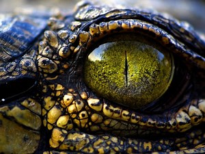 13-Foot Alligator Killed Near Spot Where Body Seen In Canal: Pinellas Officials