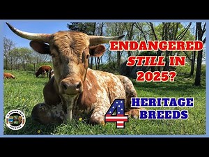 Endangered Heritage Cattle 2025 UPDATE: Are Conservation Efforts Working?