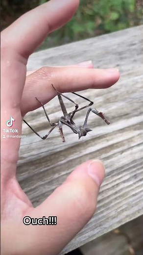 A praying mantis accidentally bit me