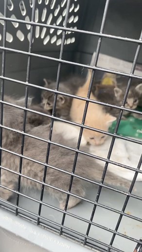 Welcome new foster babies!! These 6 orphans ended up at the shelter and were in desperate need of a foster home. I’m excited to get them healthy and strong! Follow along to see their journey ❤️ #adoptdontshop #kittenrescue #cutekittens #spayandneuter #greytabby #tabbycats #kittentok #kittenrescue #fosterkittens #animalrescuer #animallover | Erin Berger