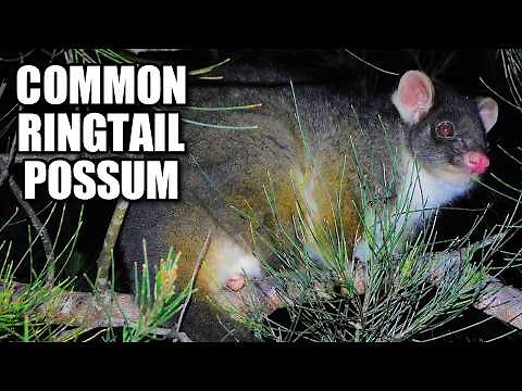 Common Ringtail Possum 💍 Facts Animal Fact Files