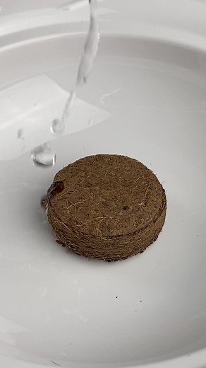 This quick tip will help you water your parsley correctly. #propagation #germination #seed # seeds #herbgarden #herbs #propagationsuccess #propagatingplants #plantpropagation #plants #parsley | MonstroFarm