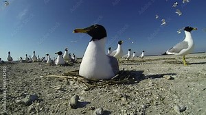 Collective expectation of emergence of chicks by seagull close-up. Seagull protects and warms eggs in nest while waiting for chicks to hatch. Continuation of bird population in wild of animal world. Stock Video